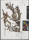 Foto von Salix purpurea L.